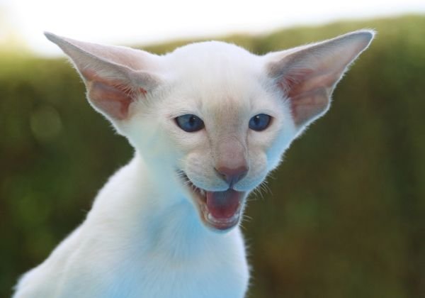 Descubre la Poderosa Oración para Atraer Dinero en Abundancia: Secretos para la Prosperidad Financiera