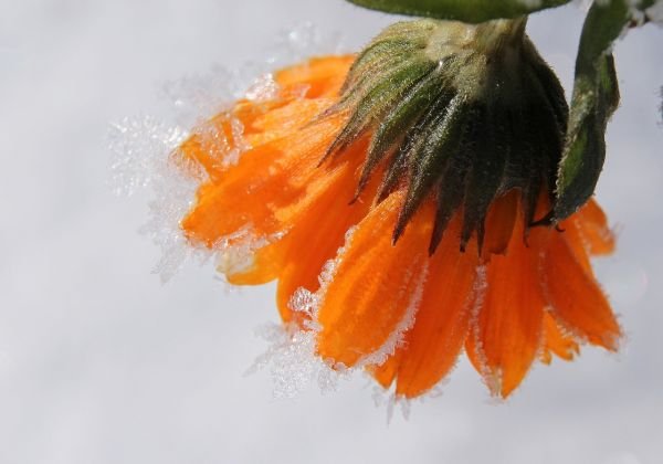 Ritual Poderoso para Atraer Empleo: ¡Hazlo Hoy y Encuentra Trabajo Mañana!